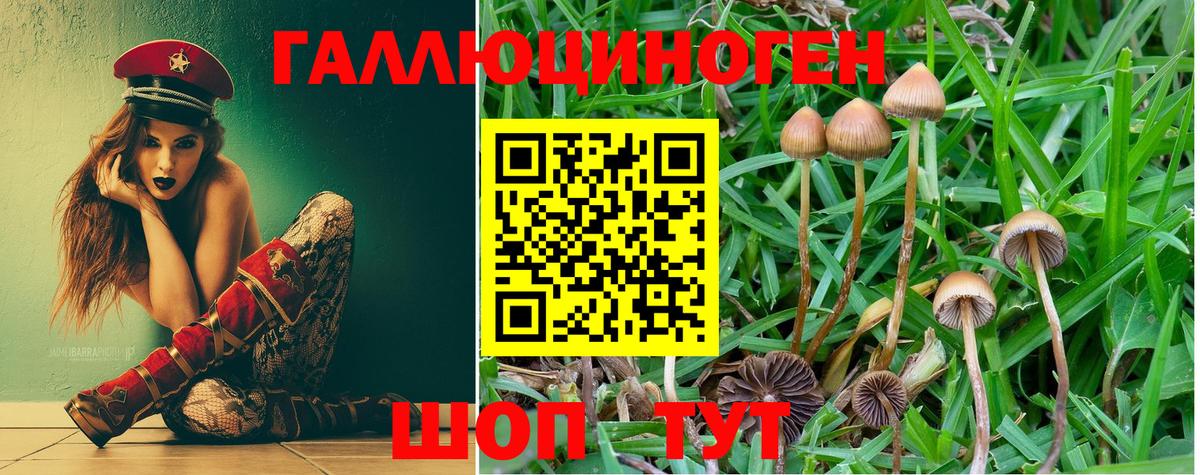 Псилоцибиновые грибы Psilocybine cubensis Георгиевск